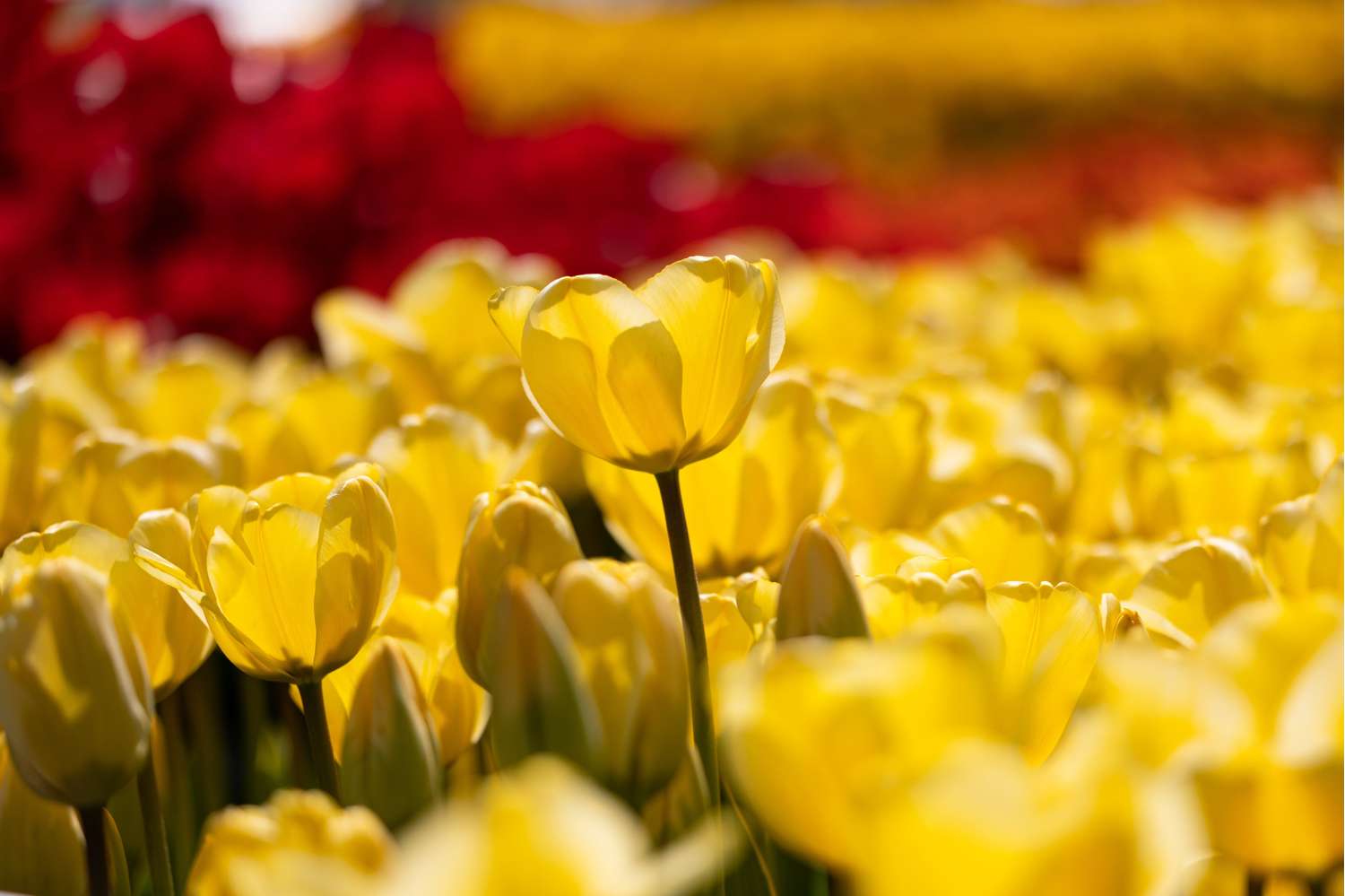 Tulipe 'Golden Apeldoorn'